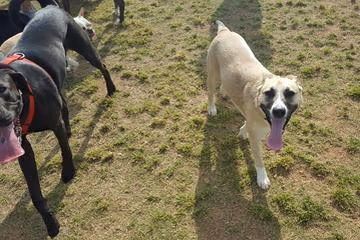 Mulberry Creek Park Dog Park photo 1